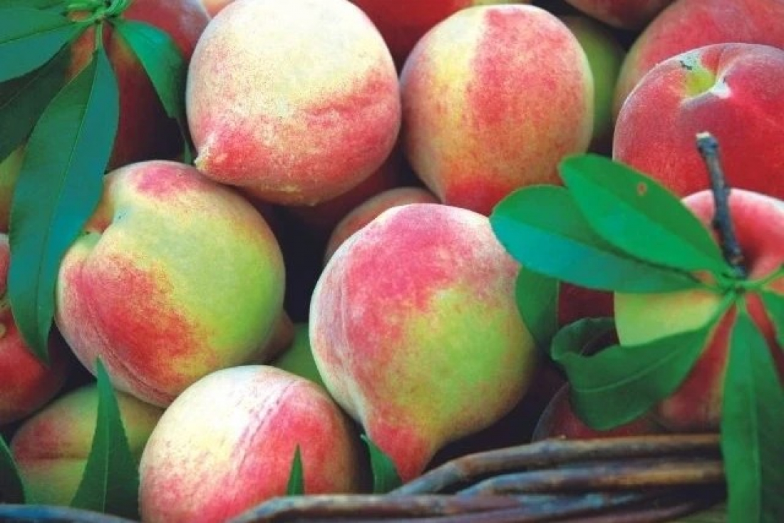 Prejuízos de 60% são estimados para a próxima colheita do pêssego no Sul de SC