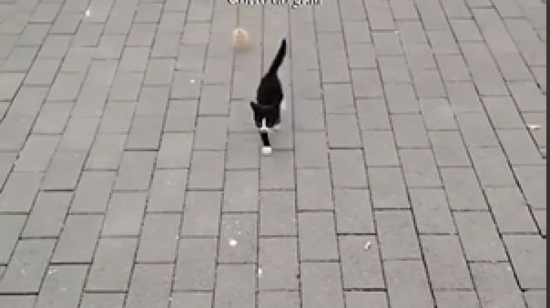 (Vídeo) Homem viraliza ao criar um gato e um pintinho obedientes como animais de estimação