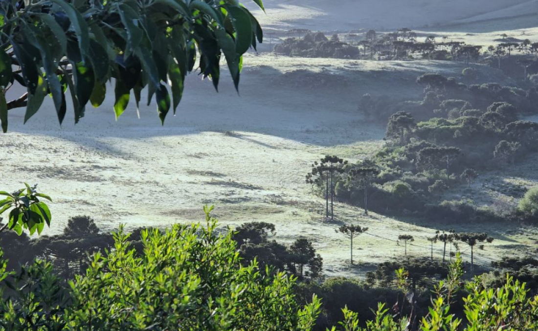 Geada muda paisagem em São Joaquim em plena primavera; veja fotos