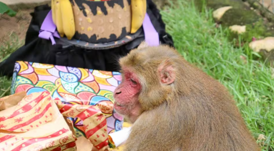 Em SC: Macaco completa 31 anos em zoobotânico com presentes e bolo de comemoração