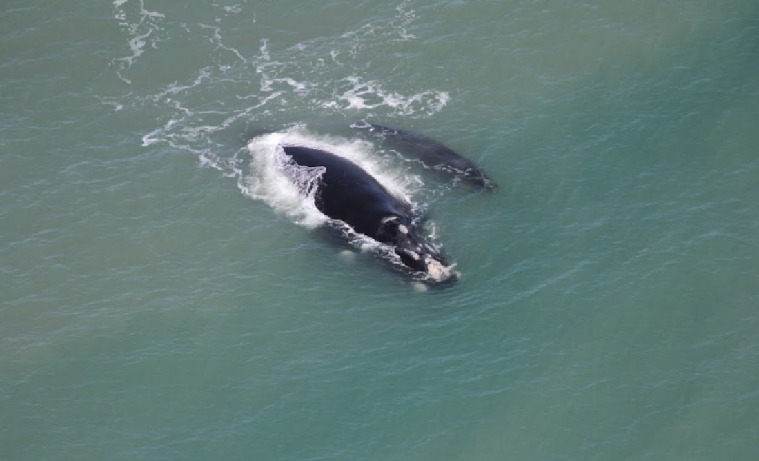 (Vídeo) Último sobrevoo da temporada registra 8 baleias-francas em Santa Catarina