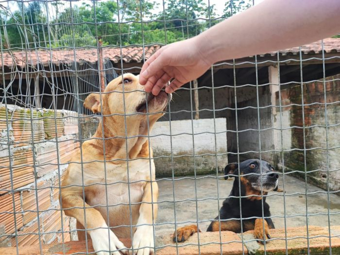 Tubarão: Funat disponibiliza mais de 50 cães para adoção