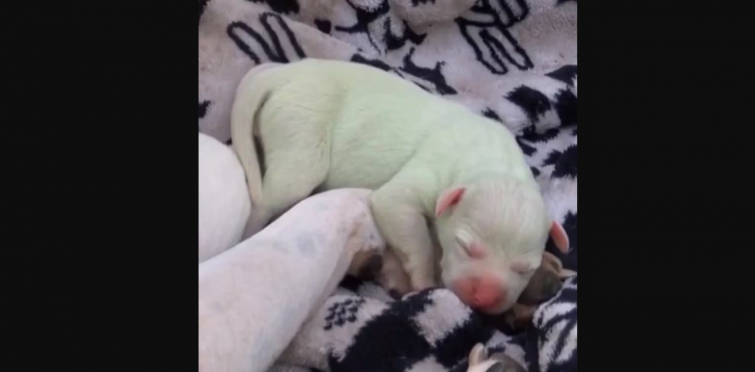 Cachorro verde? filhote de pitbull nasce com anomalia rara e supreende cientistas