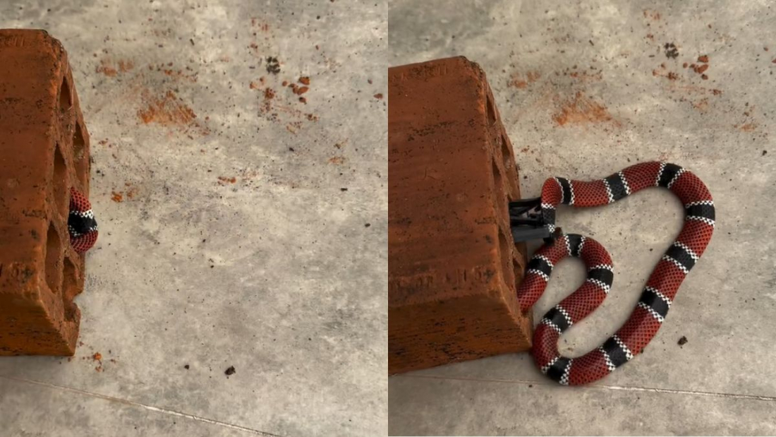 Cobra extremamente venenosa é resgatada dentro de tijolo em quintal de SC