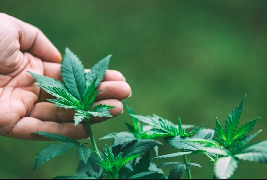Ampliação de medicamentos à base de Cannabis pelo SUS avança em SC e deve ir à votação