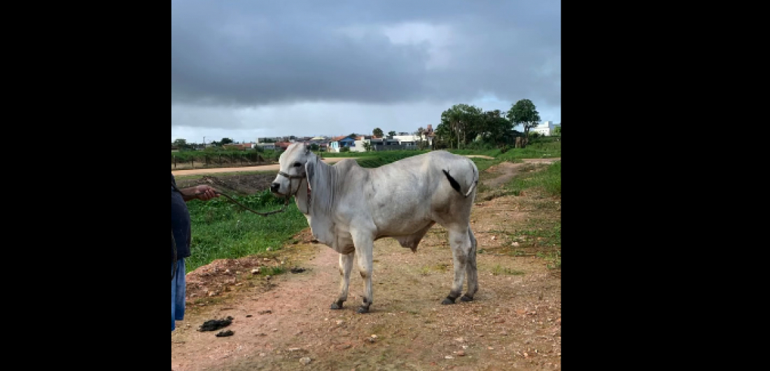(Vídeo) Em SC: Boi de estimação é furtado em Barra Velha, e dono pede ajuda para encontrar animal