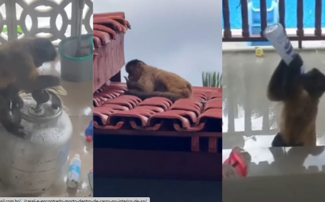 (Vídeo) No País: Macaco tenta abrir botijão de gás com faca e bebe álcool em gel