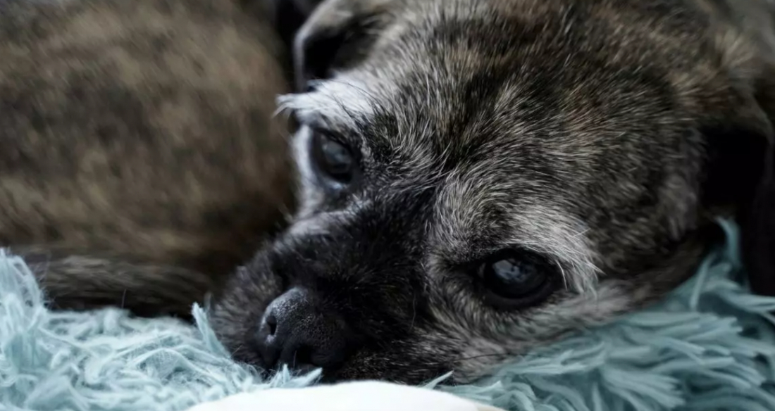 SC registrou 4,2 mil casos de maus-tratos a animais nos últimos 5 anos