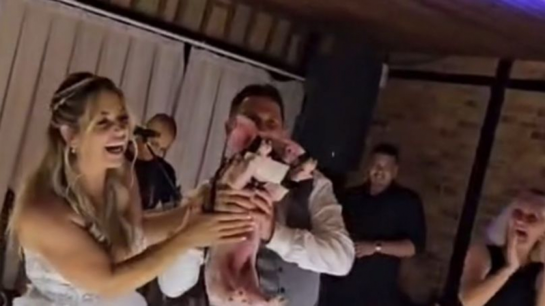 (Vídeo) Casal de Braço do Norte ganha porco de presente de casamento e garante diversão na festa