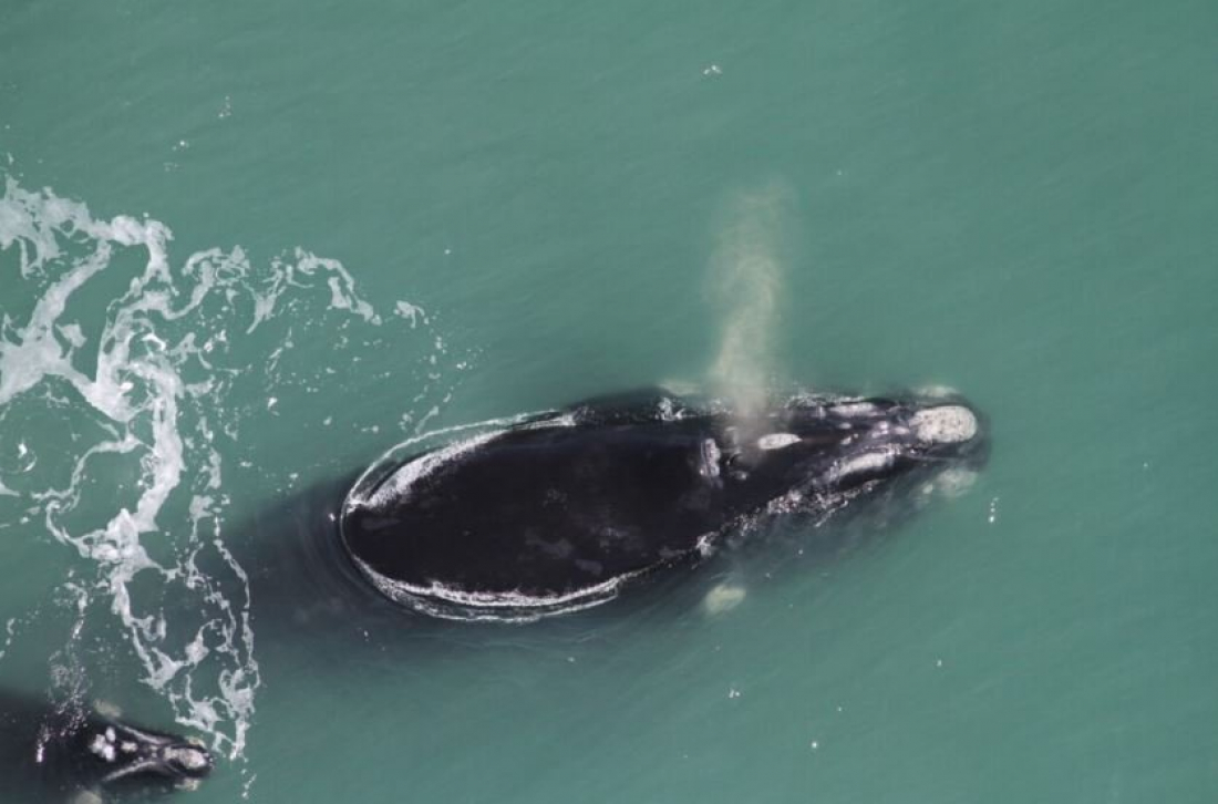 Alesc cria comissão para debater Plano de Manejo da APA da Baleia Franca