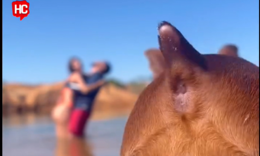 (Vídeo) Cadelinha desinibida estraga momento romântico e rouba a cena em vídeo de casal