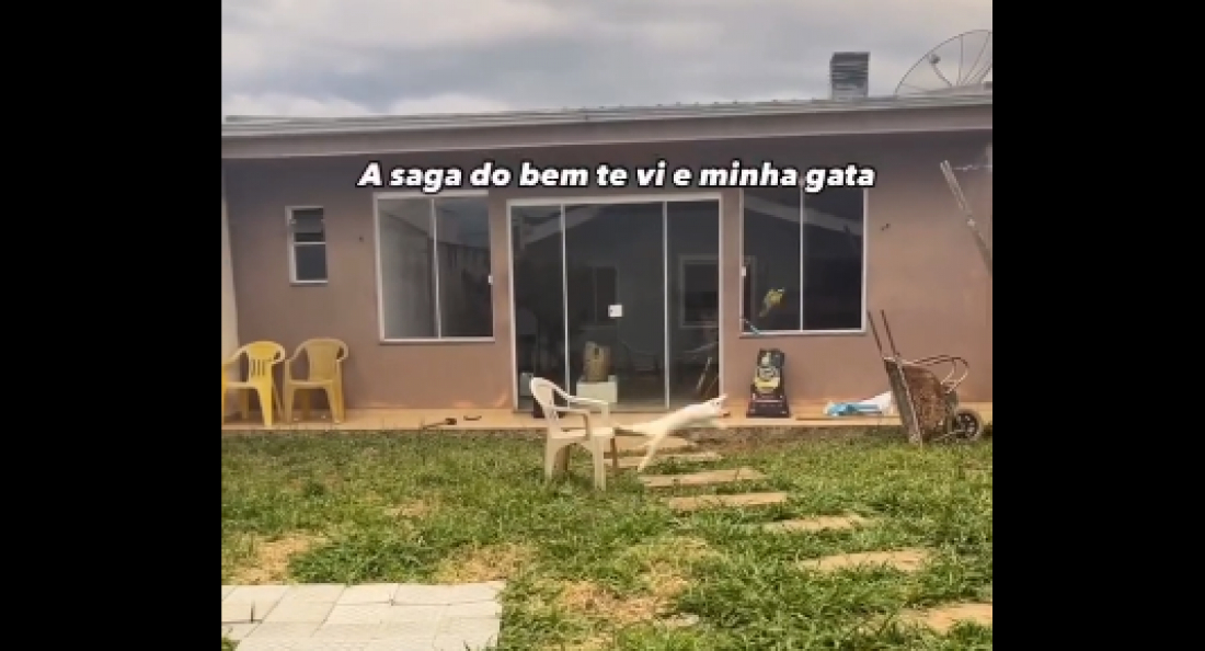 (Vídeo) Duelo no quintal: gato enfrenta Bem-Te-Vi em saga que viraliza na web