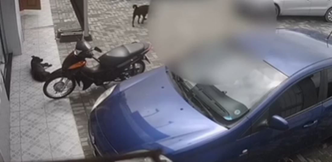 (Vídeo) Cachorro é atropelado e condutora não presta socorro em Tubarão