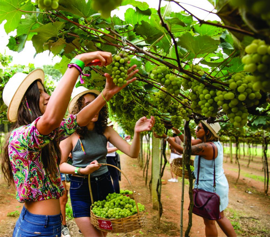 Maria Fumaça conecta Tubarão e Urussanga na Festa da Vindima com colheita de uva e gastronomia italiana