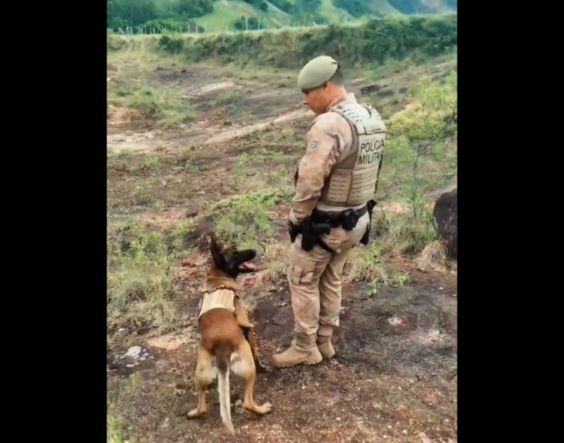 Cão farejador localiza porções de cocaína escondidas em Tubarão