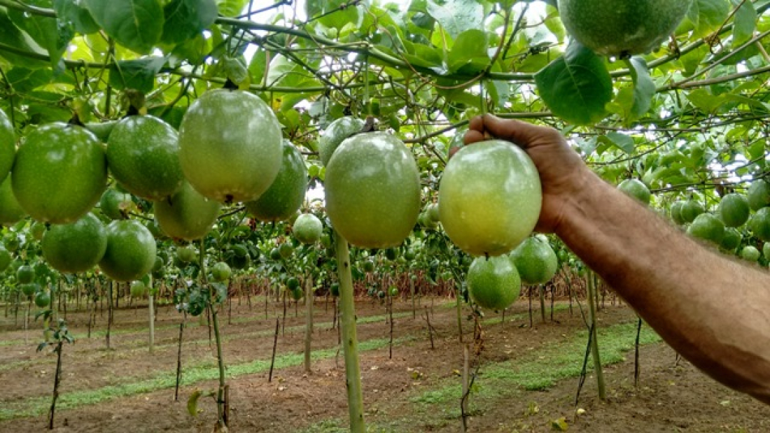 Colheita do maracujá inicia no Sul de SC nesta quinta