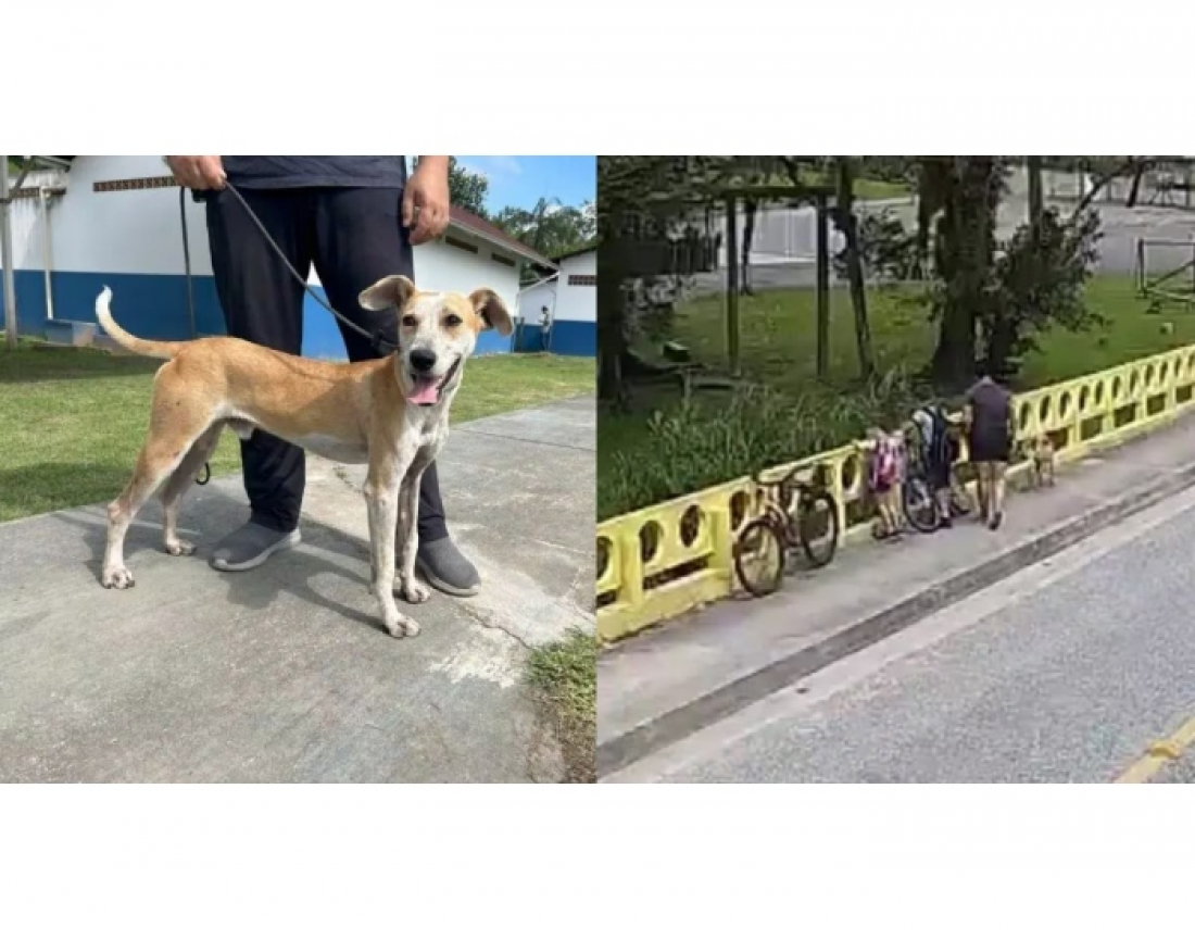 SC: mulher que jogou o próprio cachorro de ponte na frente dos filhos é condenada