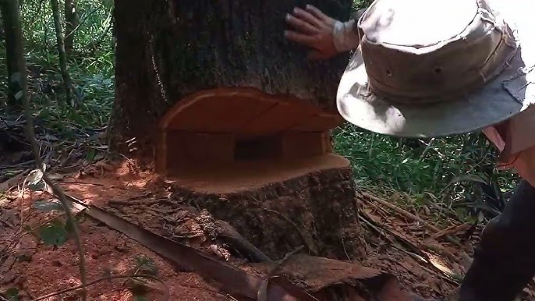 Acidente de trabalho: idoso de 80 anos morre após queda de eucalipto em Treze de Maio