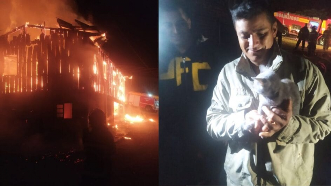 SC: bombeiros entram em porão para resgatar filhote de gato durante incêndio