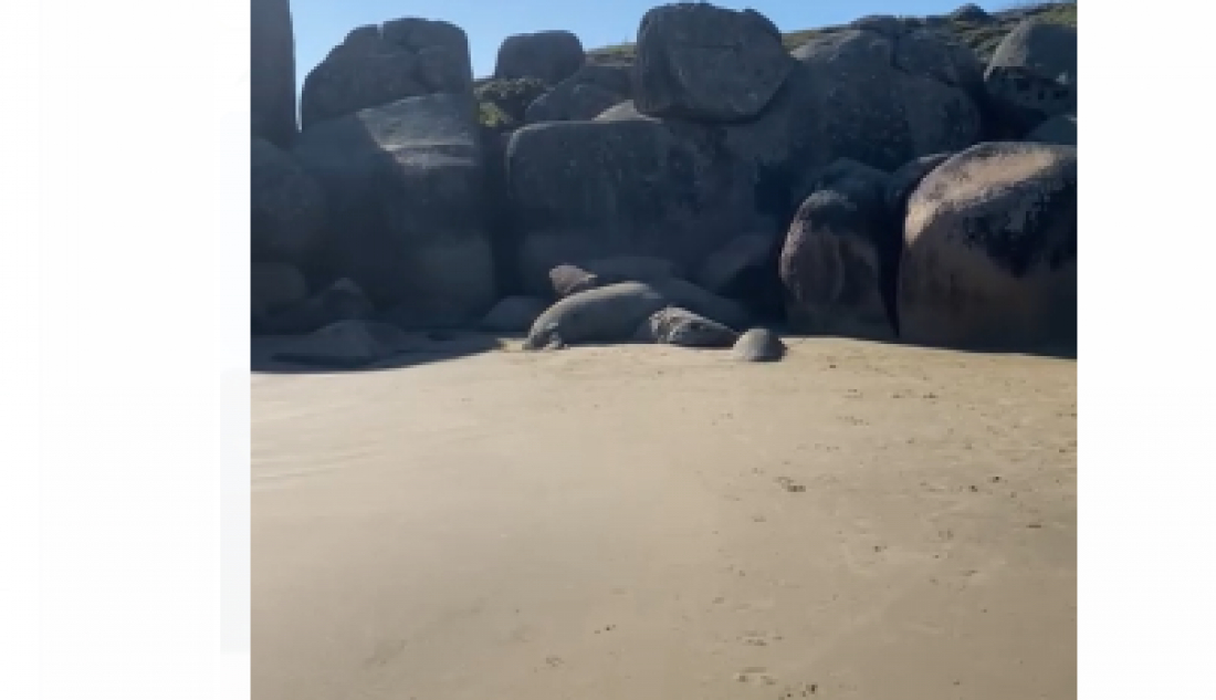 (Vídeo) Leão-marinho é avistado na Praia do Gravatá, em Laguna, e chama a atenção de moradores e turistas