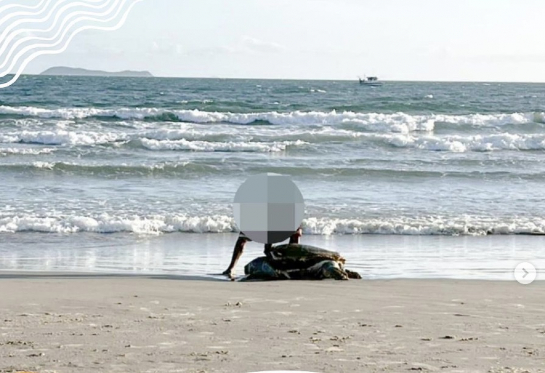 Duas tartarugas são encontradas mutiladas em Garopaba em dois dias consecutivos