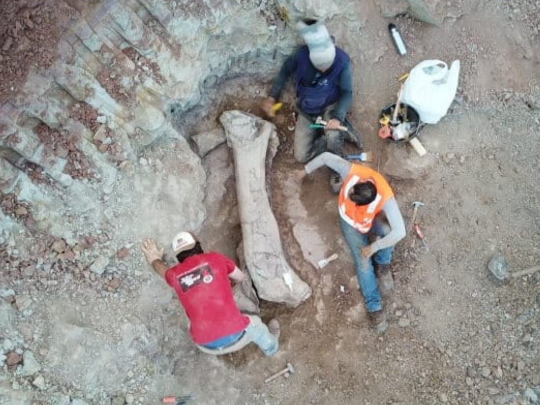 Dinossauro encontrado em Maranhão tem 100 milhões de anos e é de espécie inédita