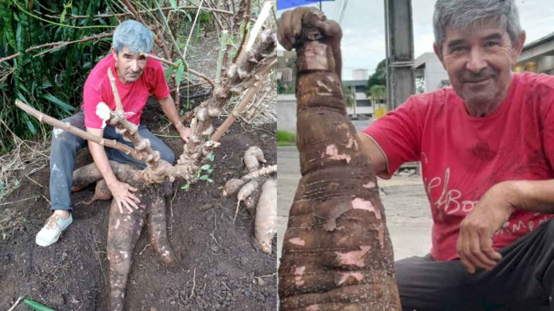 Morador de Criciúma colhe aipim gigante no quintal pesando cerca de 20 kg