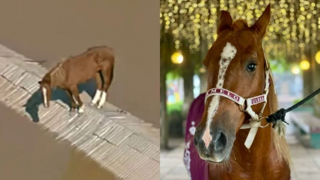 Do RS para a Netflix: cavalo Caramelo estreia em série da Paramount+ e tem até dublê