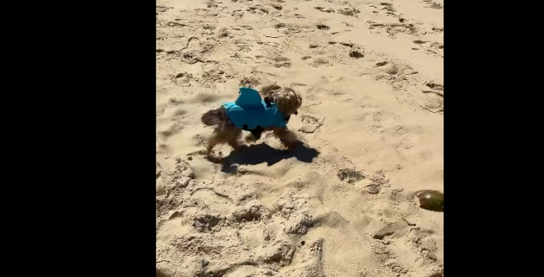 Assista: cachorro vestido de tubarão faz sucesso em Ipanema; vídeo viraliza