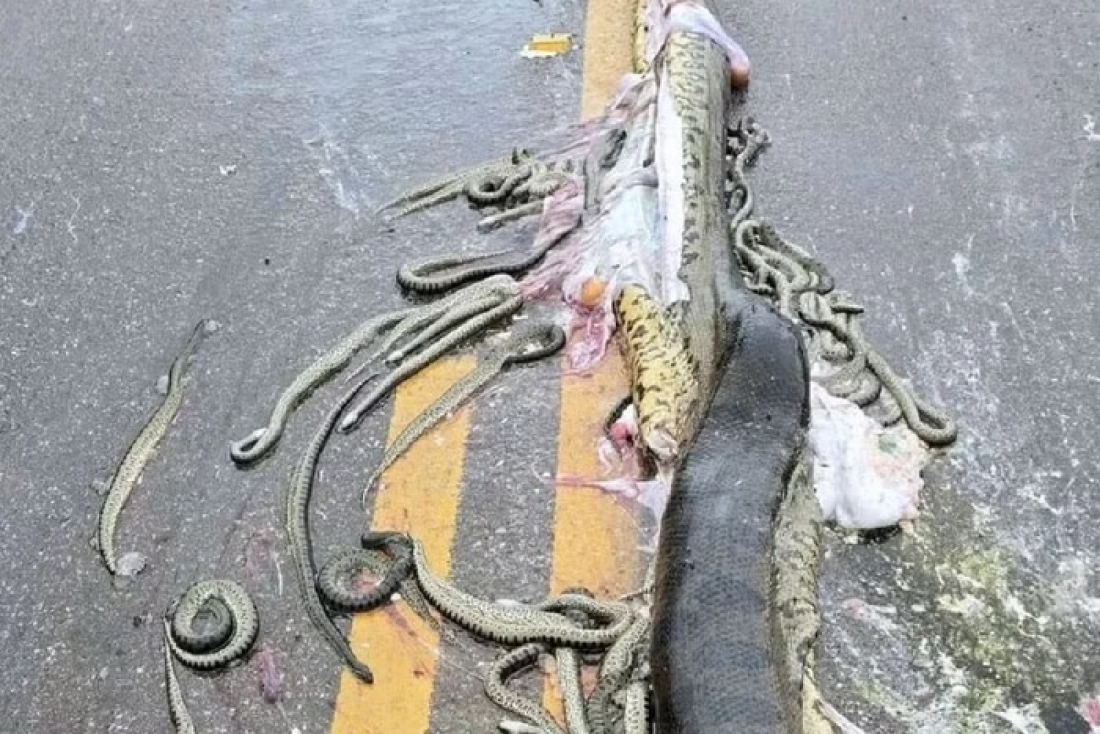 Sucuri-verde grávida de 40 filhotes morre atropelada em rodovia