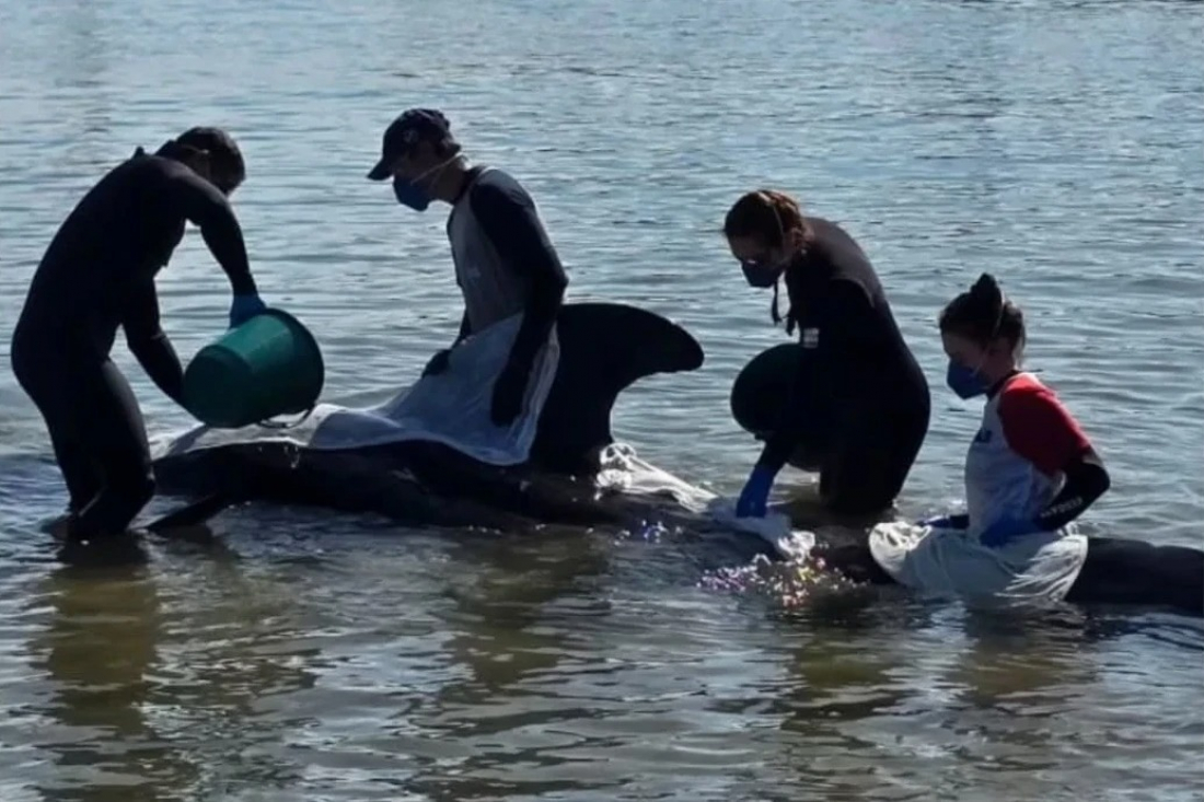 Baleia é encontrada encalhada na Praia do Porto em Imbituba