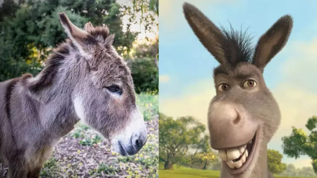 Morre Perry, burro que inspirou personagem de 'Shrek', aos 30 anos