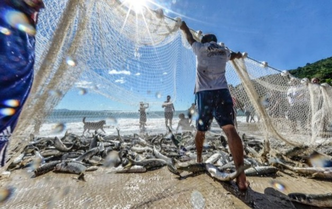 Governo federal pode limitar a pesca da tainha em Santa Catarina