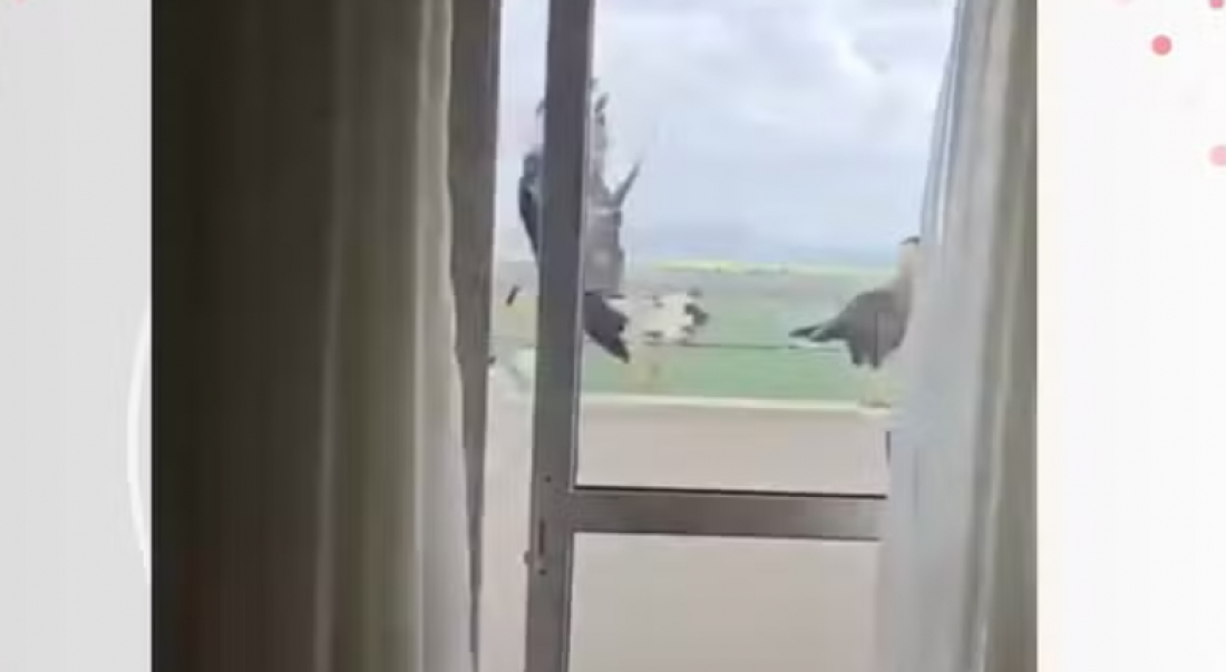 (Vídeo) Ave de rapina pousa em sacada de apartamento e leva tênis de moradora de Tubarão