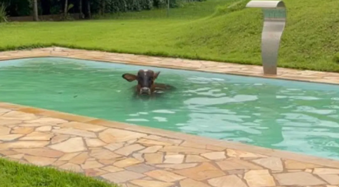 (Vídeo) Vaca invade casa e entra em piscina para fugir do 'calorão' no interior de Minas Gerais