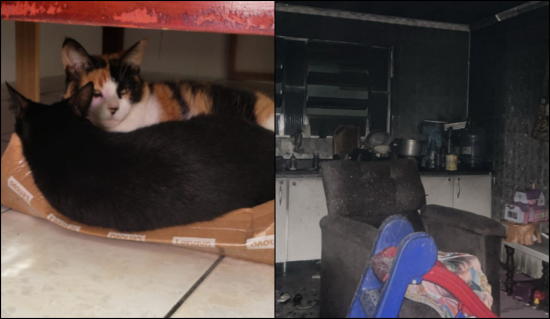 (Vídeo) Família que perdeu gatos em incêndio em Tubarão inicia campanha para recomeçar