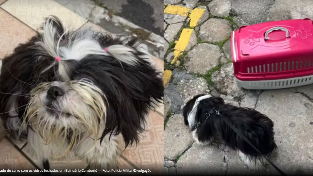 Mulher é detida após deixar cão dentro de carro com vidros fechados por 3h 