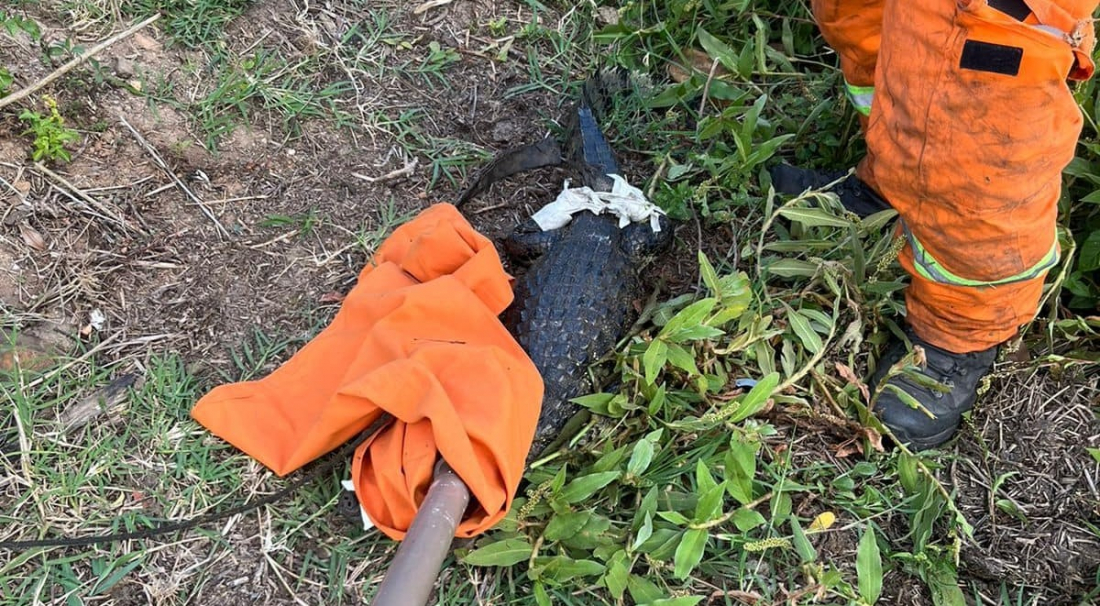 Jacaré é resgatado em córrego pelos Bombeiros Voluntários em Jaguaruna