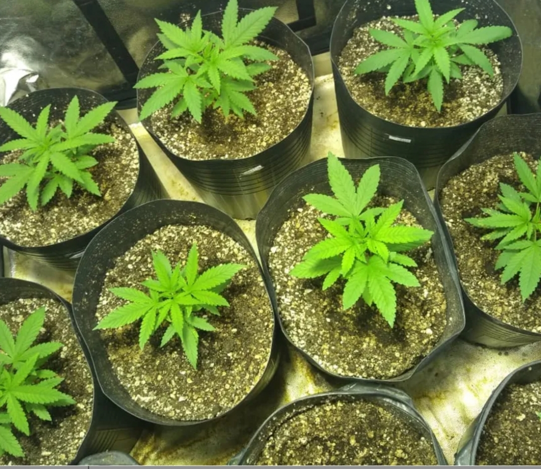 56 pés de maconha: Polícia Militar realiza prisões por tráfico de drogas em Imbituba