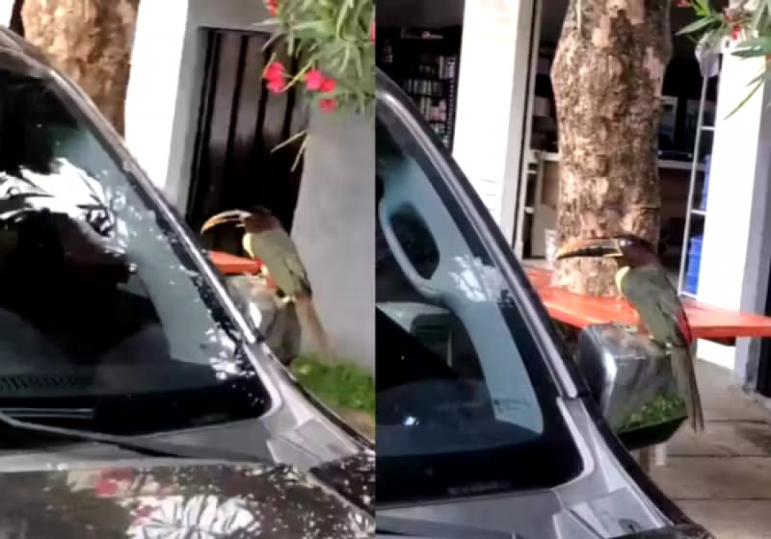 (VÍDEO) Ave diferente e adaptação dos crocodilos chamam atenção para a biodiversidade