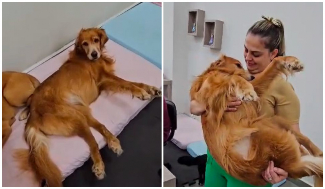 (Vídeo) Empresa de Braço do Norte tem cães que ‘recepcionam’ clientes e fazem companhia a funcionários