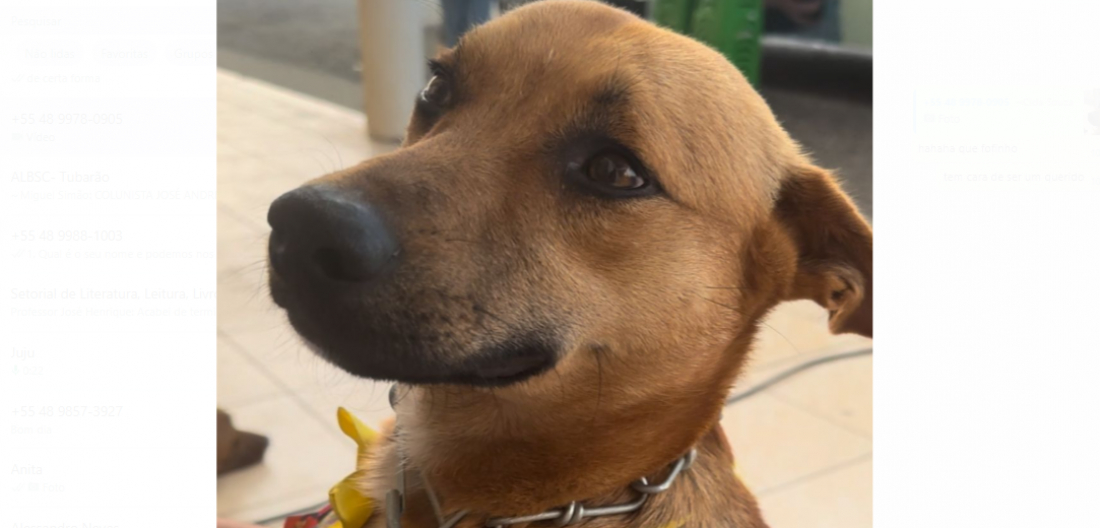 Campanha busca encontrar cãozinho 'comunitário' que desapareceu em Sangão
