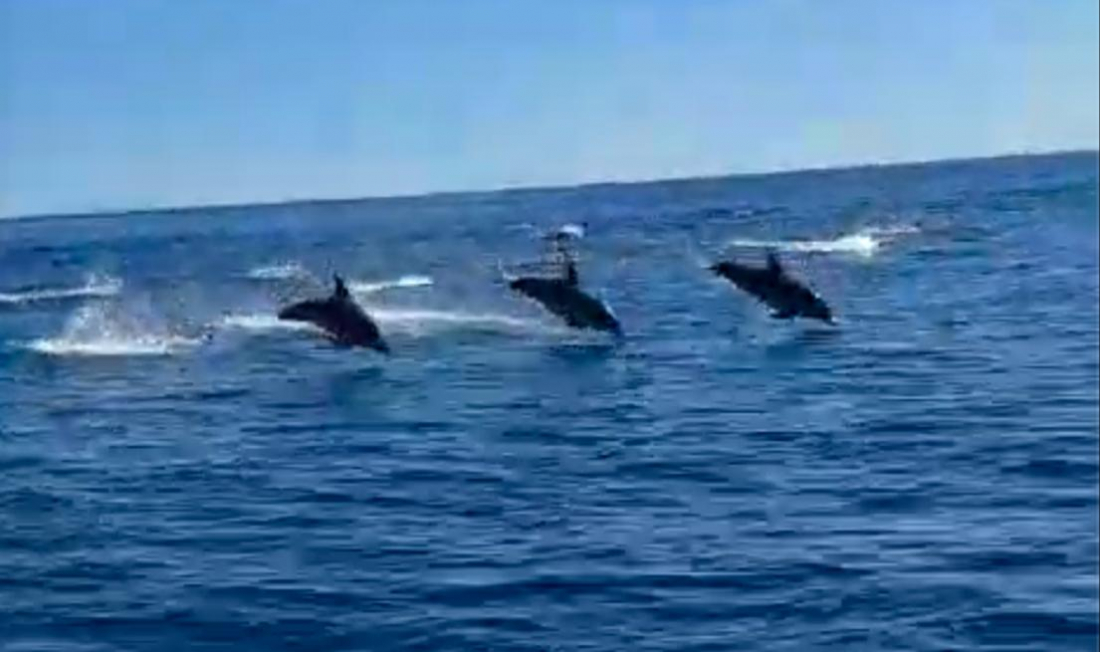 Vídeo: Grupo de toninhas dá show na costa de Itapirubá nesta terça (21)