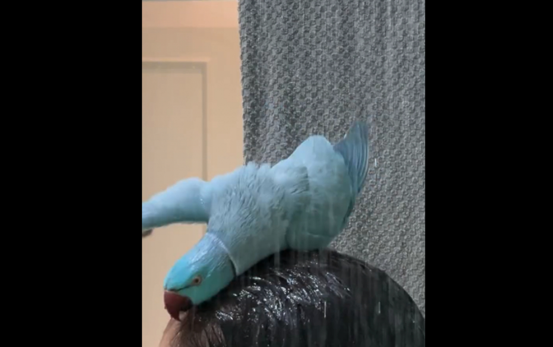 Massoterapeuta carioca viraliza com vídeo de banho compartilhado com ave exótica; assista