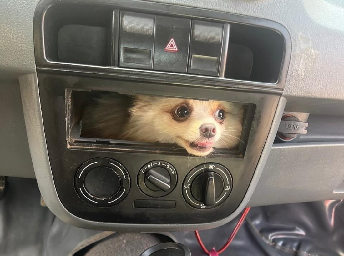 Cachorro é resgatado após ficar preso no painel do carro