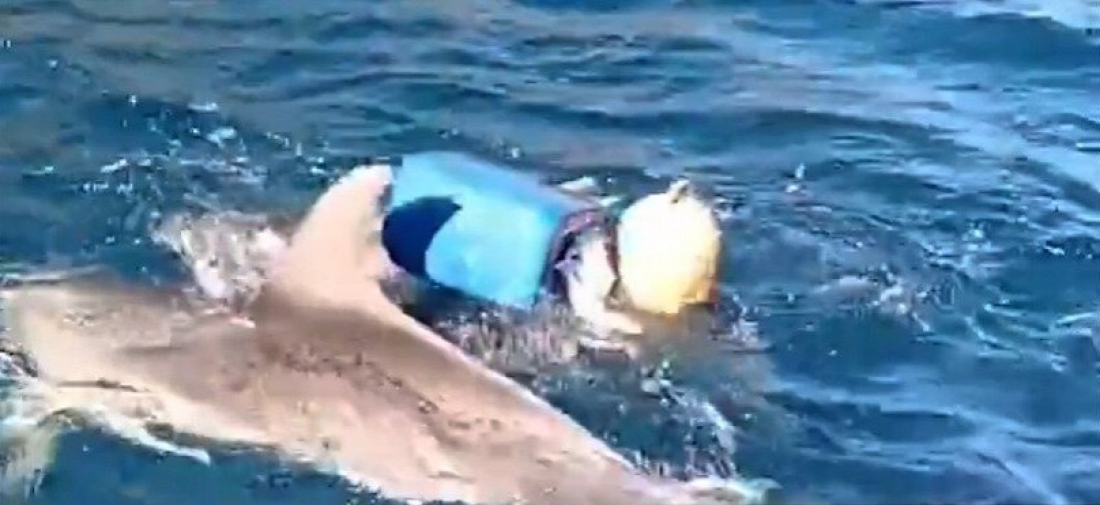 Mundo: bebê golfinho preso em boia no mar da Itália é libertado