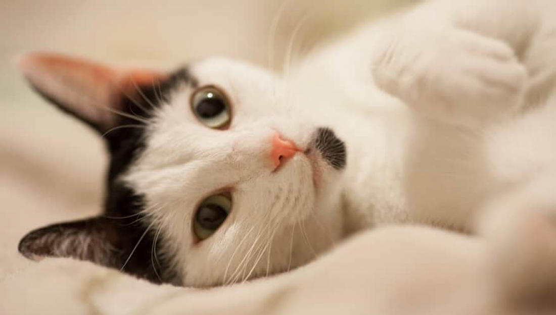 Gata é autora de ação contra clínica veterinária por maus-tratos no RS