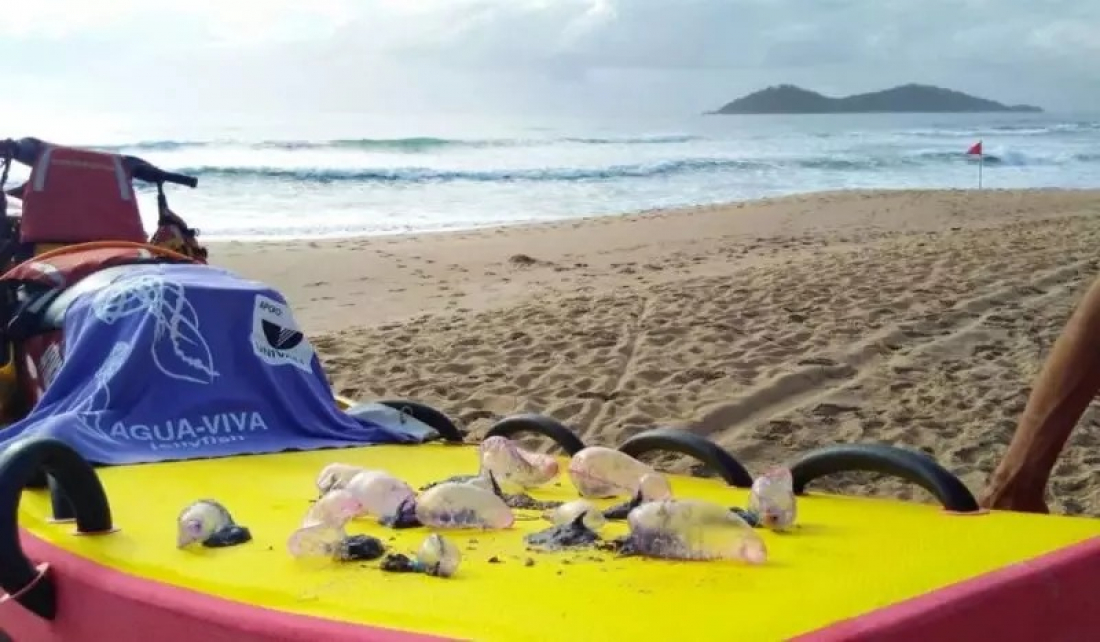 Litoral da região de Tubarão registra 1.339 casos de queimaduras por águas-vivas em um mês; no estado já são mais de 16 mil