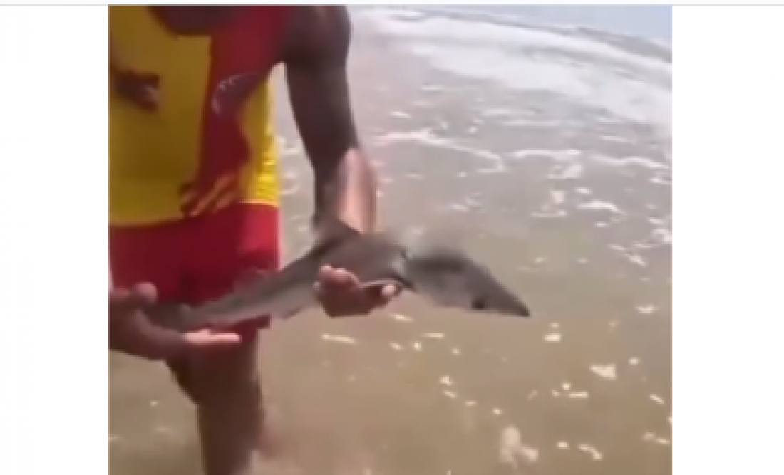 (Vídeo) Peixe cação aparece no Balneário Esplanada, em Jaguaruna, e assusta banhistas
