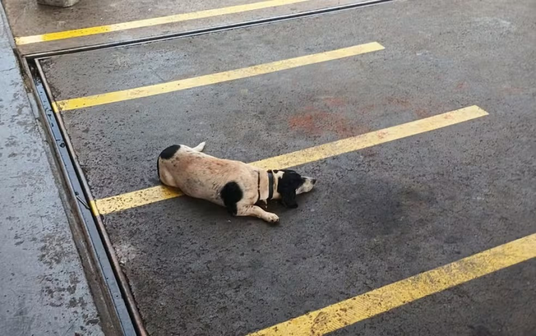 Cãozinho vai todos os dias a posto de combustíveis esperar por tutor que morreu em Ribeirão Preto, SP